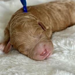 Blue - Cream male Goldendoodle puppy in New Britain, Connecticut from Goldendoodles Stars LLC