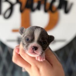 Squirt - Blue and white male Chihuahua puppy in Harrison, Michigan from Cloud9 Chihuahuas