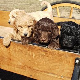 Goldendoodle Puppies from Southern Charm Goldendoodles