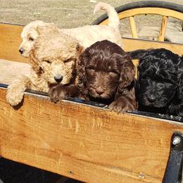 Goldendoodle Puppies from Southern Charm Goldendoodles