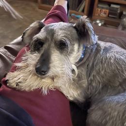 Skye - Miniature Schnauzer
