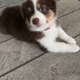 Toast - Red tri-color female Australian Shepherd puppy in North Fort Myers, Florida from Aussie Trail Farms