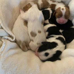 Cavalier King Charles Spaniel puppies from Kids and Canines