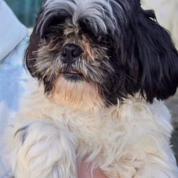 Evan - Black and white male Shih Tzu puppy in Troy, Ohio from Ever After Tails