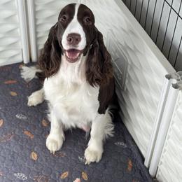 Nolia - English Springer Spaniel
