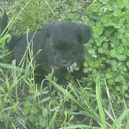 Companion Cross Puppies from Yorkies from the heart