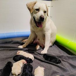 Blue collar - Yellow male Labrador Retriever puppy in Holyoke, Massachusetts from Urban Oak Labradors LLC
