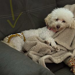Brinkley - Poodle