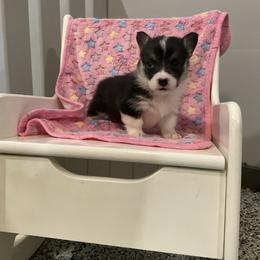 Ebony - Black and tan female Pembroke Welsh Corgi puppy in Morgantown, Pennsylvania from GoldStar Corgis (License Number 18519)