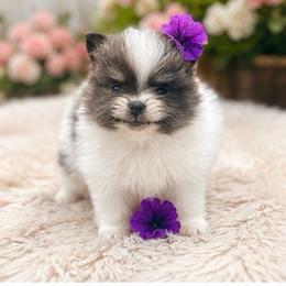 Burberry (Blue and White Tri Parti Female) - Blue parti female Pomeranian puppy in Buck Valley, Pennsylvania from Buck Valley Pomeranians