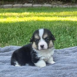Brown Collar Female - Black and tan female Pembroke Welsh Corgi puppy in Tenino, Washington from LoneStar Corgis NW