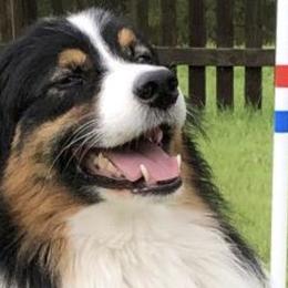 Australian Shepherds from Kim’s Awesome Aussies