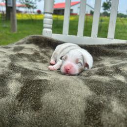 Boy 1 - Blue merle male Australian Shepherd puppy in Washington, Oklahoma from Top Draft Genetics
