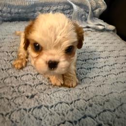 Blake - Blenheim male Cavalier King Charles Spaniel puppy in Athens, Georgia from Sandy Cross Kennels