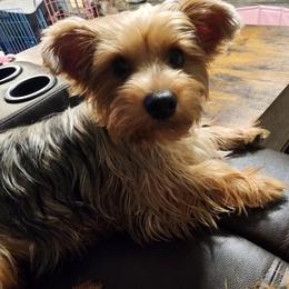 Emma - Black and tan female Morkie puppy in West Enfield, Maine from GRIFFEY'S SPA AND KENNEL