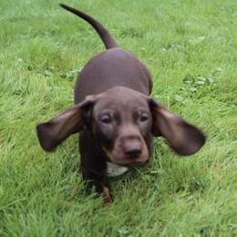 Dachshunds from Wild and Wonderful Wieners