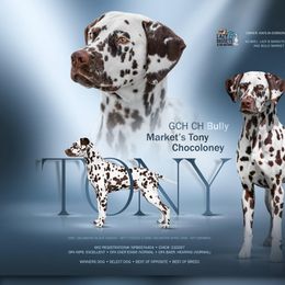 Basset Hound and Dalmatian Puppies from Lazy B Bassets and Dalmatians