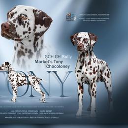Basset Hound and Dalmatian Puppies from Lazy B Bassets and Dalmatians