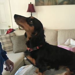 Gig-A-Bite - Dachshund