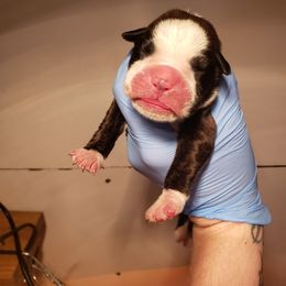 Boxer Puppies from SmashBox Kennel