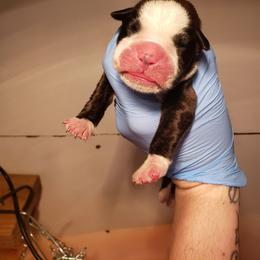Boxer Puppies from SmashBox Kennel