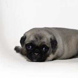 Nate (black) - Fawn male Pug puppy in Hereford, Arizona from Broken Road Ranch Pugs