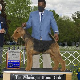 Drogo - Airedale Terrier