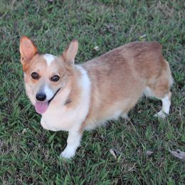 Dutton - American Corgi