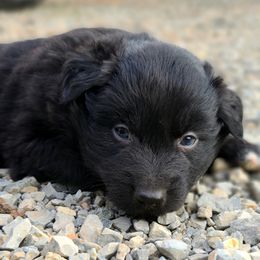 Australian Shepherds from Pondview Australian Shepherds