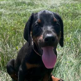 Zane - Black and rust male Doberman Pinscher puppy in Peru, Indiana from De luxe dobermans