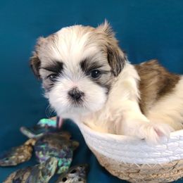 Girl 2 - Tricolor female Shih Tzu puppy in Bishop, California from Shih Tzu G-ma