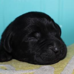 Denver - Black male Labrador Retriever puppy in Camden, Indiana from Prebleridge Acres