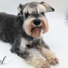 Ajax - Miniature Schnauzer