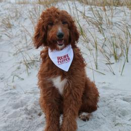 Goldendoodle All Grown Up from Ruby Pupper Doodles