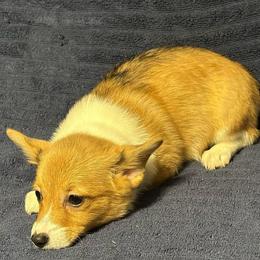 Female 1 - Fawn female Pembroke Welsh Corgi puppy in Oxford, Pennsylvania from K&S Quality Pembroke Welsh Corgi’s