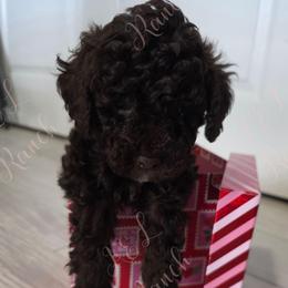 Camaro - Brown and white male Aussiedoodle puppy in Loveland, Colorado from A&L Ranch Aussiedoodles