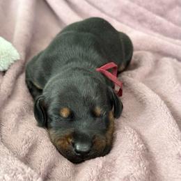 Girl 6 - Black and rust female Doberman Pinscher puppy in Lake City, Florida from Paintedcrazy Doberman Pinchers