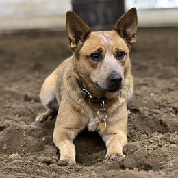 Australian Cattle Dogs from MO Morningstar Heelers
