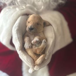Frost - Apricot male Goldendoodle puppy in Modesto, California from Central Valley Canine Companions