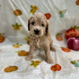 Magnolia (Maggie) - Apricot female Goldendoodle puppy in Salem, Oregon from Capital Doodles