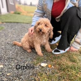 Orphie - Goldendoodle