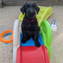 Giant Schnauzer Puppies from Riesenschnauzers von Reh Bach