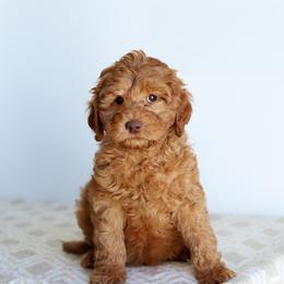 Tony - Caramel red male Australian Labradoodle puppy in Williamstown, New York from Lewis Manor Labradoodles