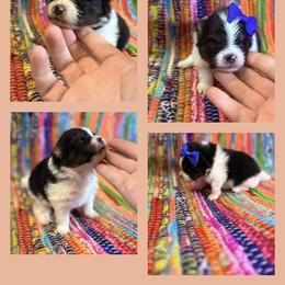 Tri Male - Tri-colored male Pomeranian puppy in Harrah, Oklahoma from Sunshines Pomeranians & Cavapoos