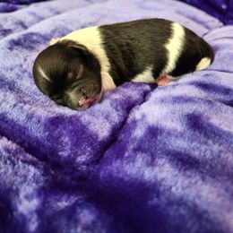 Male 1 - Black and white male Shihpoo puppy in North Dinwiddie, Virginia from Pups Furever