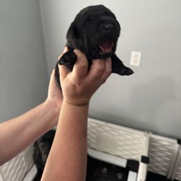 Labrador Retriever Puppies from Lookout Mountain Labrador Retrievers