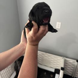 Labrador Retriever Puppies from Lookout Mountain Labrador Retrievers
