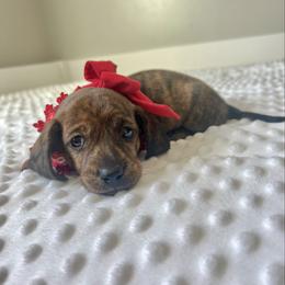 Red Brindle female - Brindle female Dachshund puppy in Shelley, Idaho from Journey’s End Dachshunds