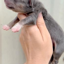 Boy 1 - Dilute blue male Australian Shepherd puppy in Iola, Texas from MK Aussies