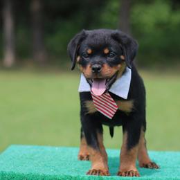 Dino - Black and mahogany male Rottweiler puppy in Uniontown, Alabama from CedarBluff Rottweilers